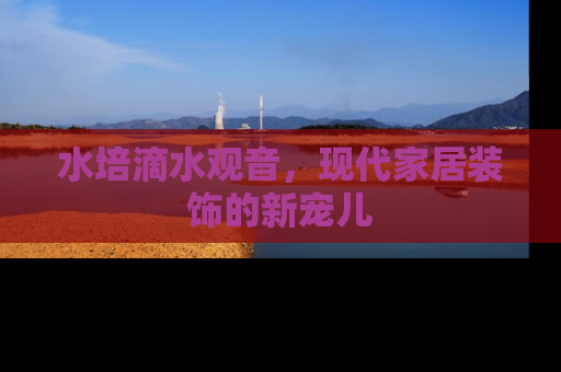 水培滴水观音，现代家居装饰的新宠儿
